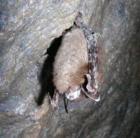 A bat with white fungus on its face.