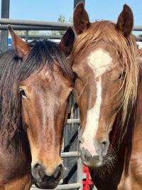 photo: a closeup of the faces of two horses