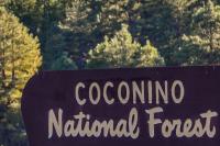 a brown, wooden sign with yellow letters reads Coconino National Forest