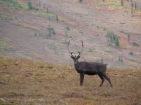 Caribou bull stops to look at the camera while crossing a treeless tundra slope in the fall. 