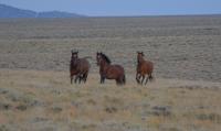 Three brown horses stand in an open, shrubby landscape looking at the camera.