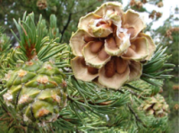 Image of pinyon pine cone. 