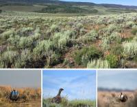 Images of GUSG habitat and birds used on the cover of the proposed RMP amendment.