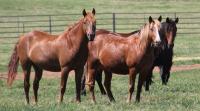 Photo of horses for Girard Adoption Event