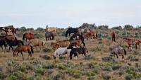 group of wild horses grazing in the range