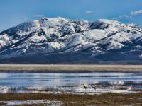 sandhill cranes at the refuge with Caribou Mountain behind