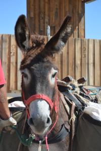 A burro wearing a halter and pack saddle looks at the camera.