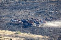 Wild horses running on the open range