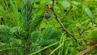 Blueberries in Alaska