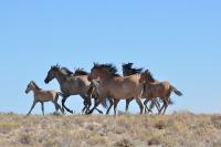 A group of horses running.