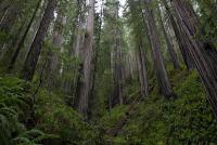 Tall trees in lush Pacific Northwest rain forest