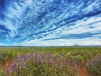 Landscape photo of wildflower bloom.