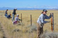 Several people are using tools to cut and move strands of barbed wire along a fenceline.