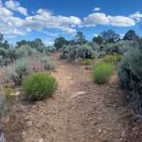 Singletrack trail in the Dry Creek Travel Management Area of the Uncompahgre Field Office, CO.