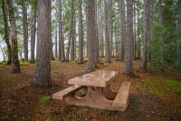A picnic table in a forest