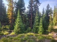 The BLM’s Missoula Field Office has put its firewood and Christmas tree permits online for the first time. (BLM photo)