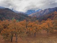 Orange oak trees recede into layers of blue mountains with a storm forming overhead.
