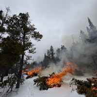 Slash piles burn among snow and pine trees.