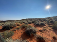 Red sand with desert scrubs and blue sky.