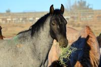 A yearling horse in a pen with hay in its mouth