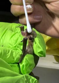 a person wearing green gloves holds a bat while another person swabs it for scientific study.