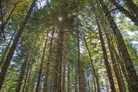 Forest trees on public lands in Oregon