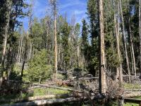 timber stand near Salmon, Idaho