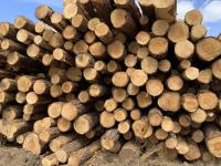 A pile of harvested logs neatly stacked together.