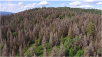 Hillside of trees killed by tussock moth infestation