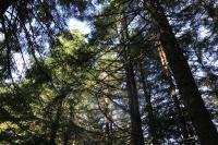 Timber harvest in Oregon. Photo by BLM Oregon staff.
