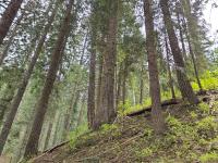 Picture of forest available for harvest in the Trail Ridge timber sale. Ryan Rambur, IDL (used with permission)