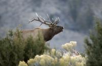 Elk bugling in Wyoming