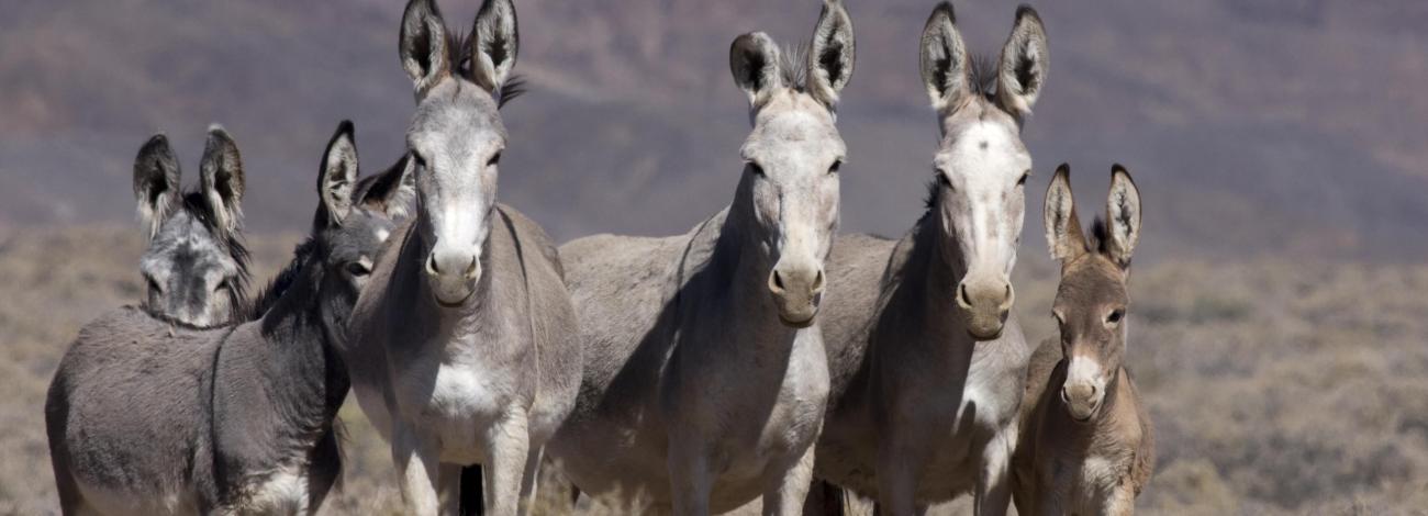 Burros on the range