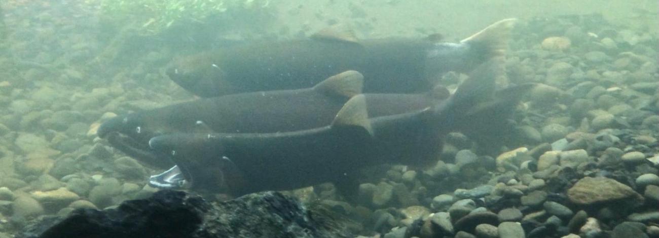 Fish Viewing Chamber