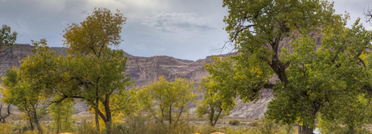 are dogs allowed in san rafael swell