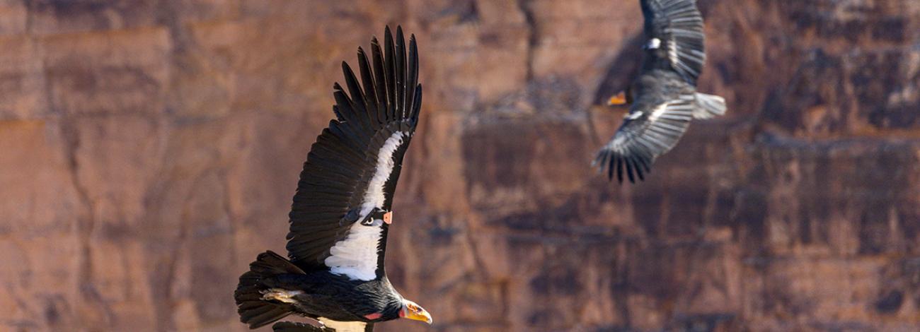 California Condors circling Vermilion Cliffs NatMon