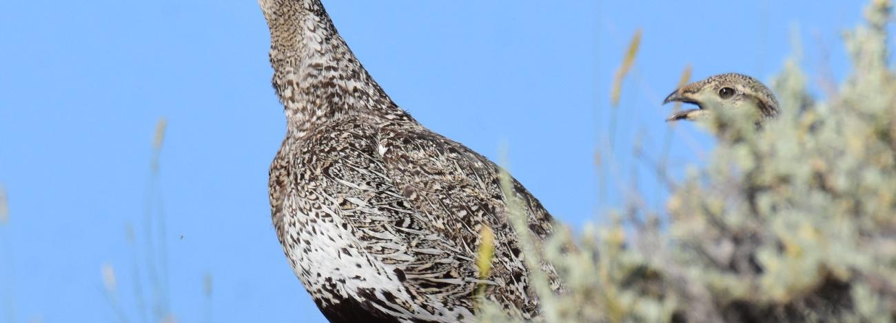 two greater sage-grouse emerge from sagebrush under blue sky
