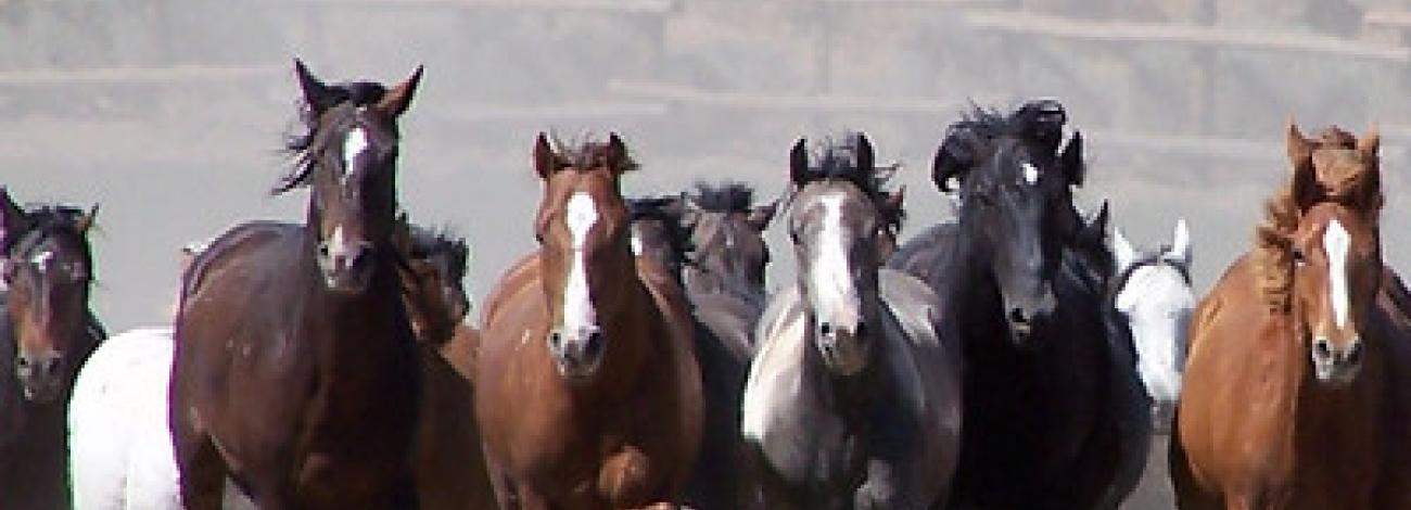 a row of horses gallops toward the camera.