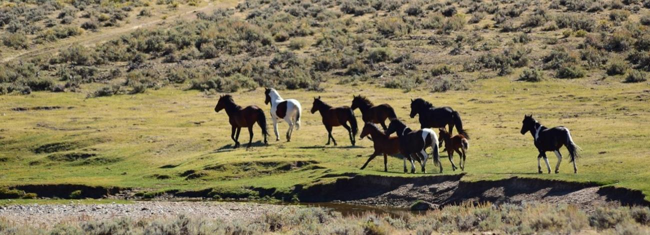 A large group of horses grazes at the foot of rolling hills.