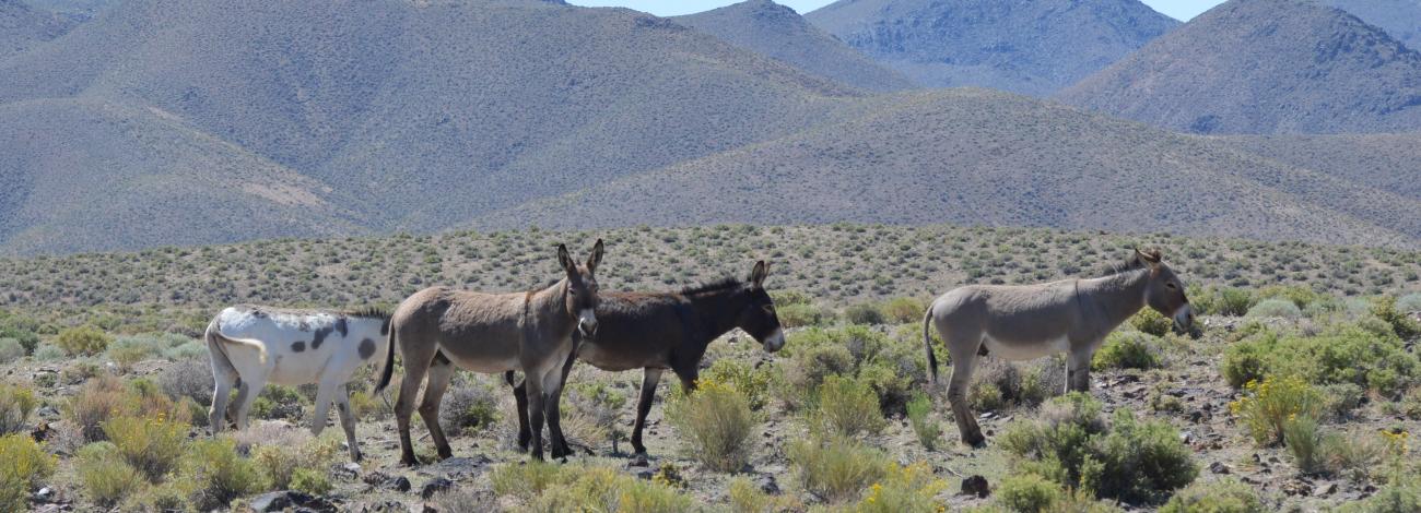 Burros at Blue Wing Complex