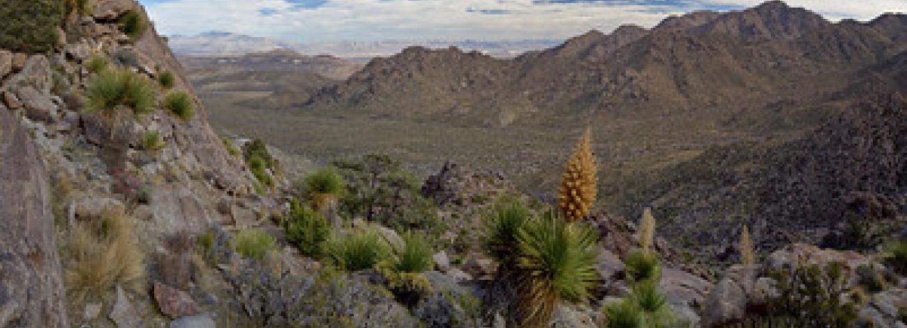 A desert mountain range with tall yellow plants in the foreground
