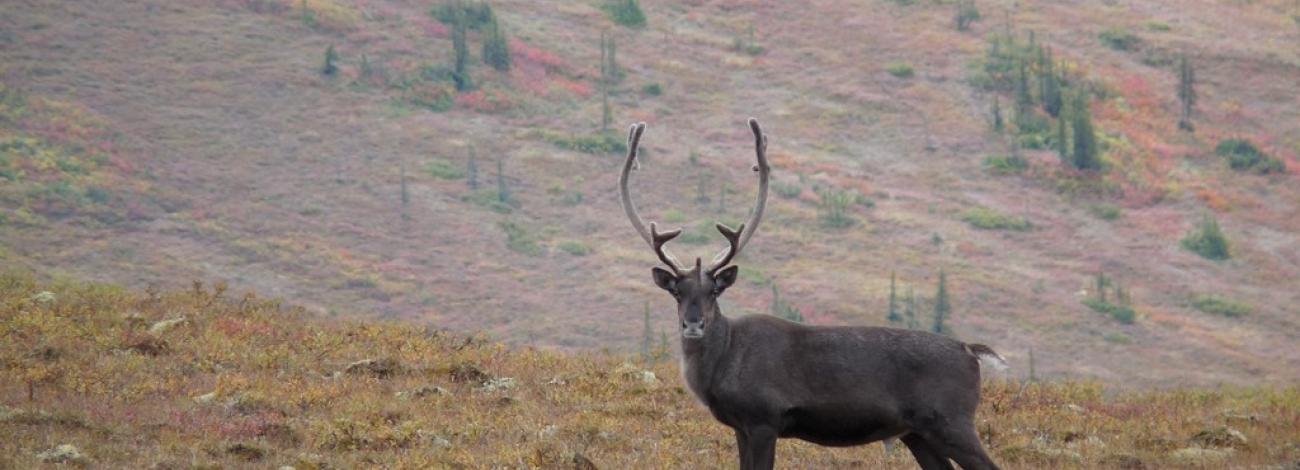 Caribou bull stops to look at the camera while crossing a treeless tundra slope in the fall. 