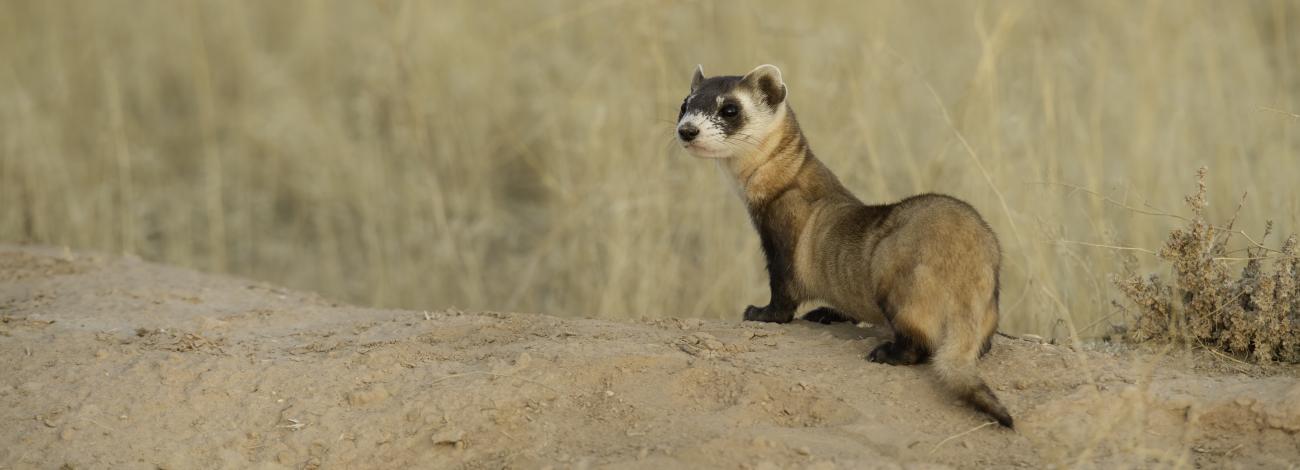 An alert black-footed ferret surveys its surroundings.