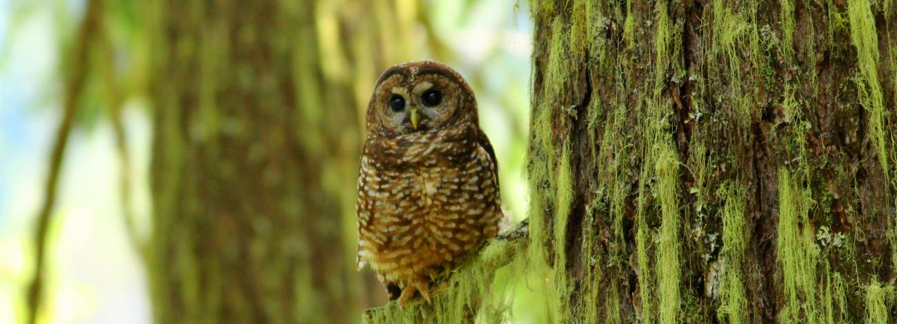 Northern Spotted Owl perched on tree branch in forest.