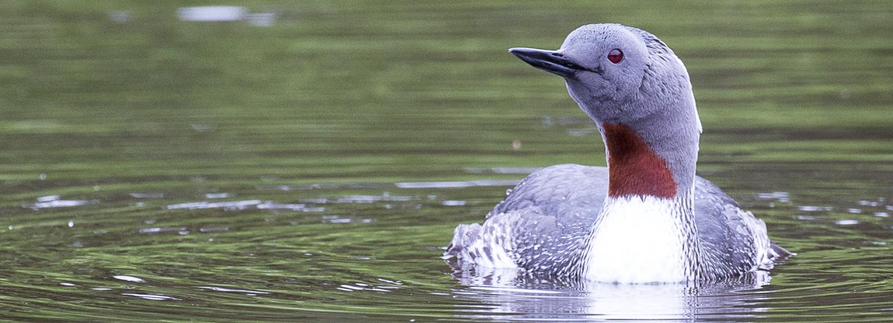 A red-throated loon swims on a lake.