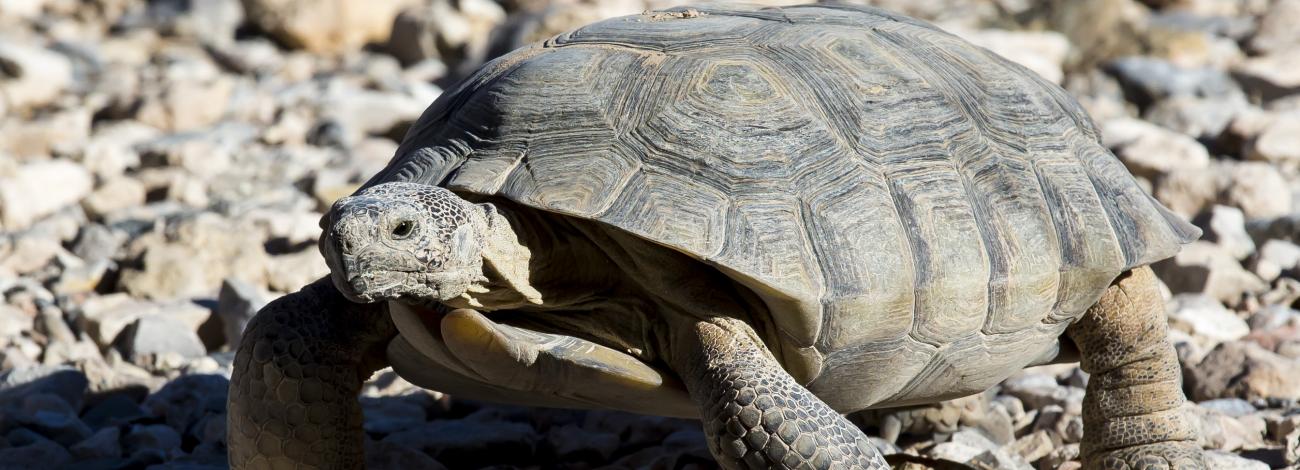 Photo of a Desert tortoise
