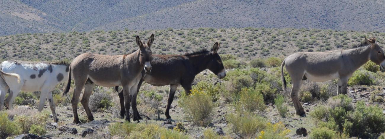 Burros on Blue Wing Complex