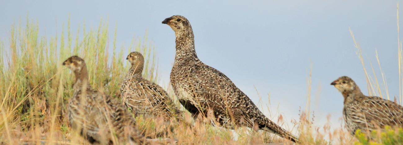 greater sage-grouse hen and brood of chicks