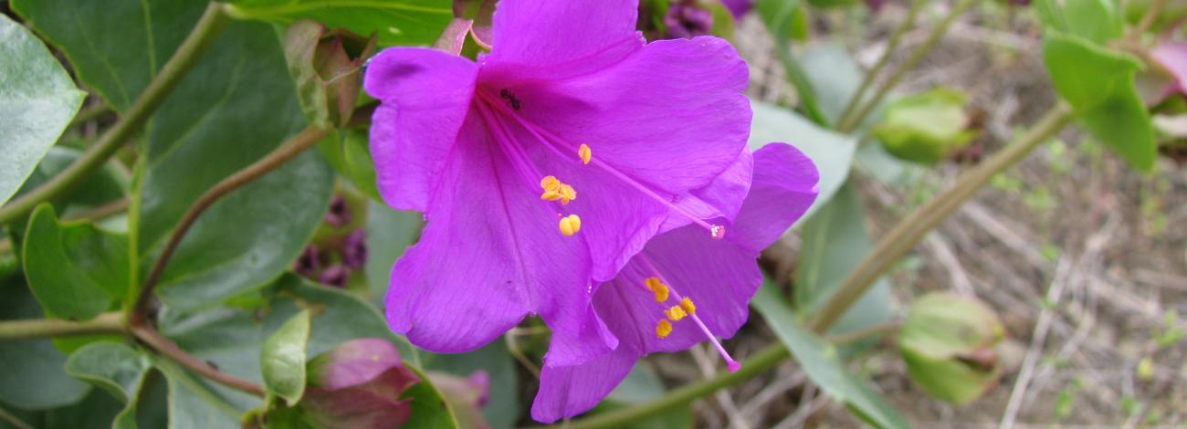 A flowering MacFarlane's four o'clock plant with a bright magenta bloom..