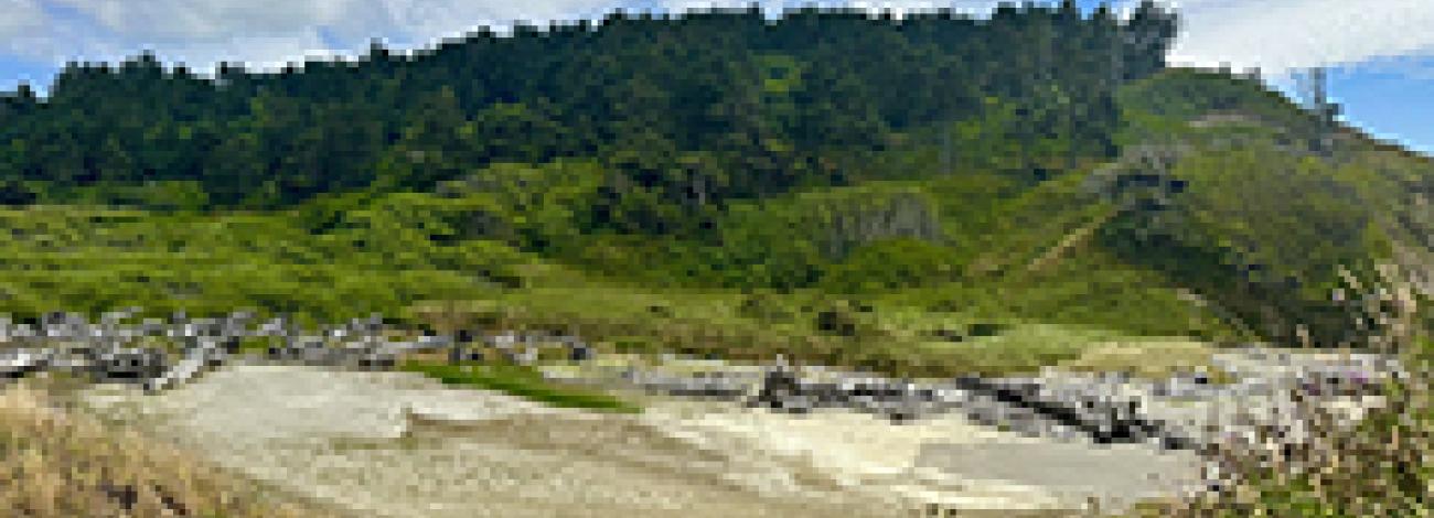 A wide dry creek with driftwood.